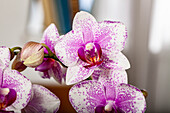 Phalaenopsis, dotted