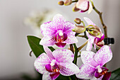 Phalaenopsis, gepunktet