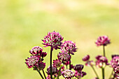 Astrantia major 'Abbey Road'®