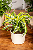 Dracaena fragrans 'Lemon Lime'