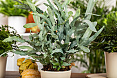 Phlebodium aureum 'Blue Star'