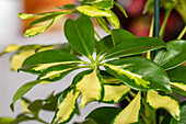 Schefflera arboricola 'Gerda'