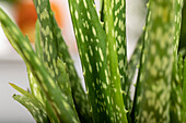 Aloe vera