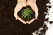 Green plant and palm soil