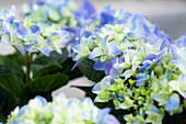 Hydrangea macrophylla, blue