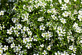 Gypsophila muralis, weiß