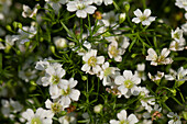 Gypsophila muralis