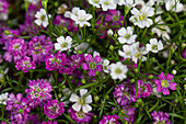 Gypsophila muralis 'Twins'