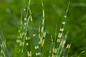 Miscanthus sinensis 'Zebrinus'