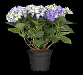 Hydrangea macrophylla, blue