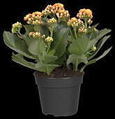 Kalanchoe blossfeldiana, orange