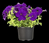 Petunia, purple