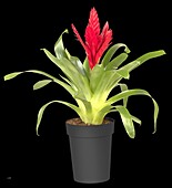 Vriesea, red