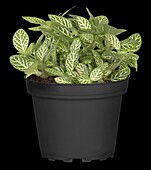 Fittonia verschaffeltii