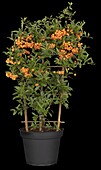 Pyracantha coccinea, Spalier