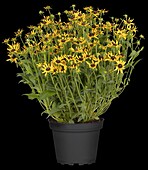 Rudbeckia fulgida var. sullivantii 'Little Goldstar'