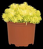 Sedum 'Yellow Bouquet'