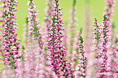 Calluna vulgaris Gardengirls®