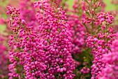 Erica gracilis 'Beauty Queens'®