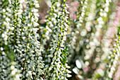 Calluna vulgaris, buds