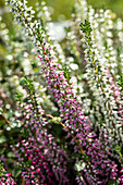 Calluna vulgaris, buds