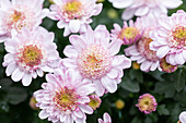 Chrysanthemum multiflora 'Amarena'