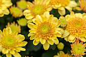 Chrysanthemum multiflora 'Amarena'