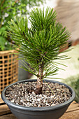 Conifers, bonsai