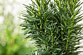 Taxus baccata 'Fastigiata Robusta'