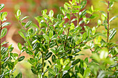 Ilex crenata 'Robustico'