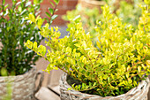 Ilex crenata 'Golden Gem'