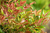 Nandina domestica