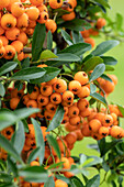 Pyracantha coccinea