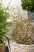 Sophora prostrata 'Little Baby'