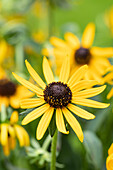 Rudbeckia fulgida var. sullivantii 'Little Goldstar'