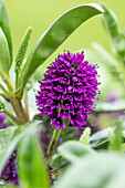 Hebe x andersonii, purple