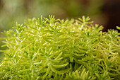 Sedum reflexum 'Angelina'