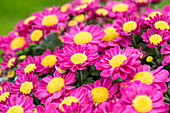 Chrysanthemum multiflora