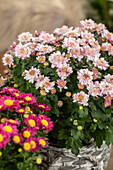 Chrysanthemum multiflora 'Amarena'