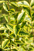 Ligustrum ovalifolium 'Aureum'