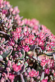 Sedum cauticola