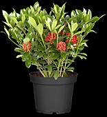 Skimmia japonica 'Temptation'