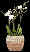 Phalaenopsis multiflora, white