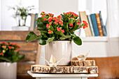 Kalanchoe blossfeldiana Calandiva®, red