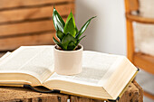 Sansevieria trifasciata 'Black Hahnii'