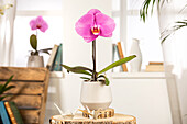 Phalaenopsis 'Singolo'®, rosa