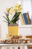 Phalaenopsis, yellow