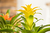 Bromelia Hybriden