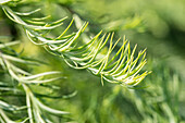 Larix kaempferi 'Stiff Weeper'