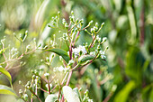 Heptacodium miconioides